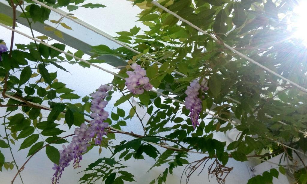 Hasayaki Homestay Sanxing Bagian luar foto